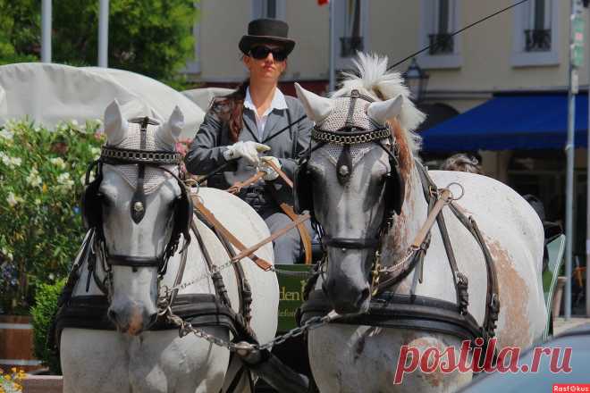 Фото: Кучер. Фотограф ostrov. Жанр. Фотосайт Расфокус.ру