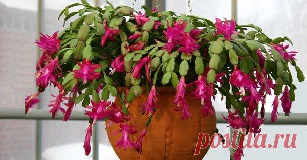 Борная кислота — лучшее удобрение для увеличения цветения декабриста | Цветы в квартире и на даче – от Радзевской Виктории | Яндекс Дзен