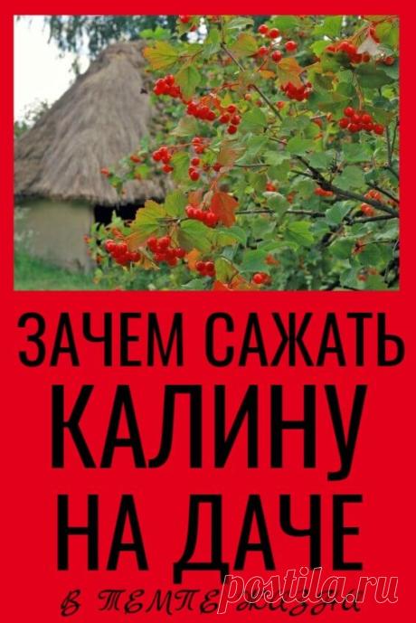 Зачем сажать калину на даче – вся польза кустарника | В темпі життя