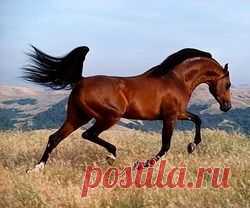 Horse Heaven   |   Pinterest • Всемирный каталог идей
