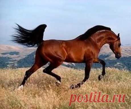 Horse Heaven   |   Pinterest • Всемирный каталог идей