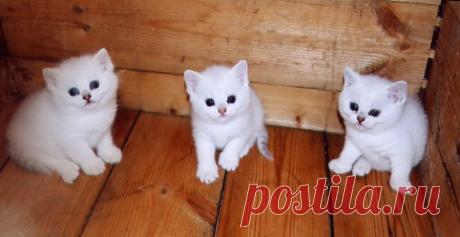 Британские кошки Питомник британских короткошерстных кошек Peppercats Уход, консультации, воспитание кошек, котят