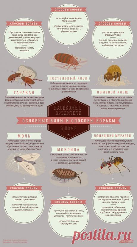 Насекомые-вредители в доме: основные виды и способы борьбы. Инфографика | Инфографика | Аргументы и Факты
