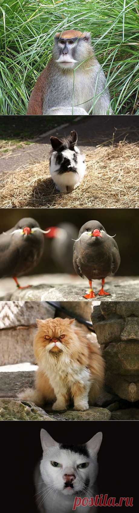 (+1) тема - Забавные усачи из мира животных | Четвероногий юмор