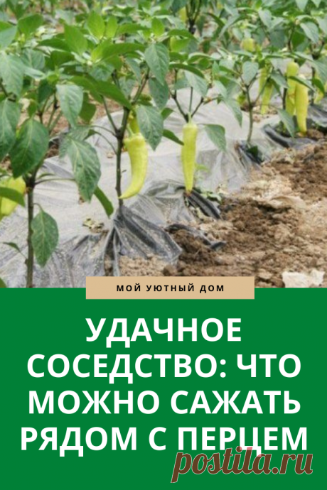 Что сажать рядом с перцем
