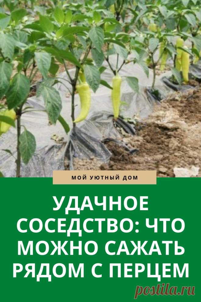Что сажать рядом с перцем