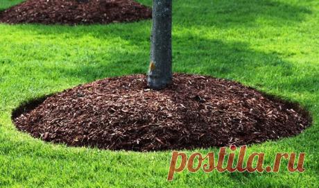 Посадка саженцев плодовых деревьев: канавки и холмики