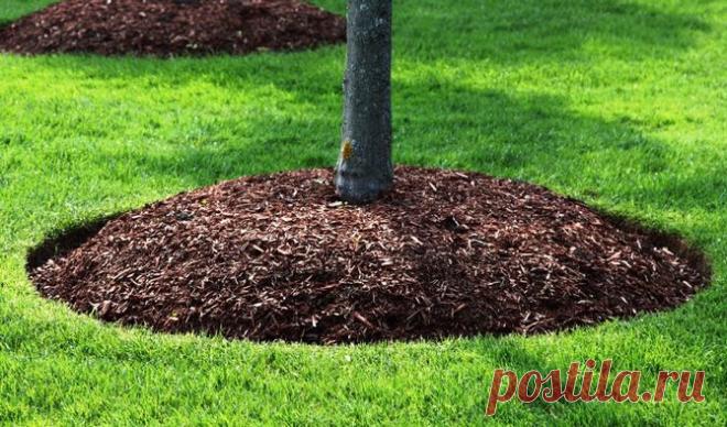 Посадка саженцев плодовых деревьев: канавки и холмики