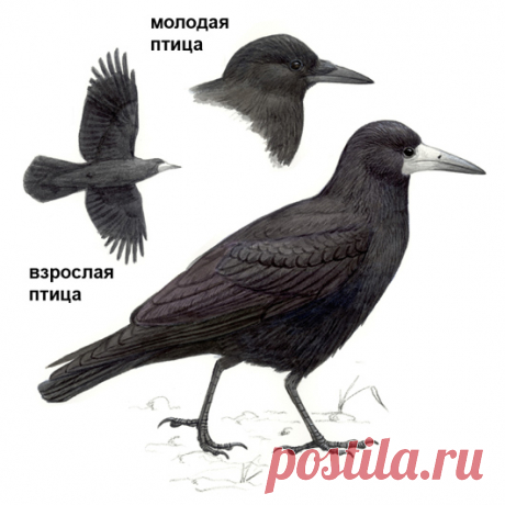 ГРАЧ