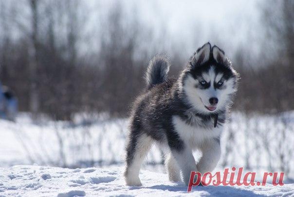 Новые фотографии котята няшные.