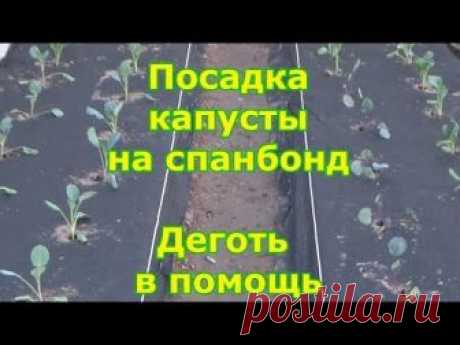 Высадка капусты в открытый грунт на черный спанбонд. - Садоводка