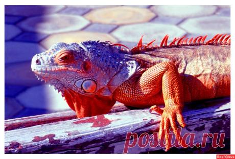 Фото: Ну и морда!. Николай Попов. Фото животных - Фото и фотограф на Расфокусе.