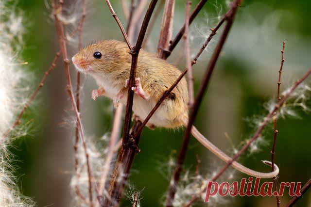 Как защитить яблони от мышей и зайцев зимой
