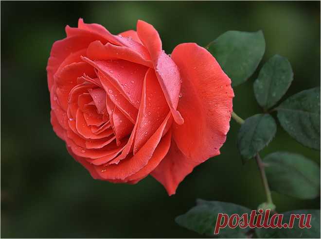 Мой Мир@Mail.Ru