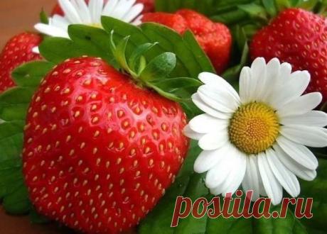 Выращивание клубники в домашних условиях / Зеленые друзья