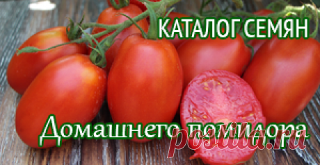 Томат Сахарный бизон