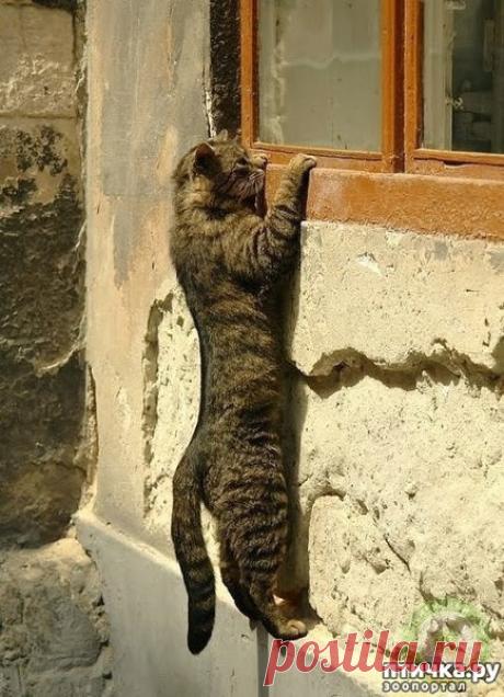10 фото, чтоб вы улыбнулись | ПТИЧКА.РУ | Яндекс Дзен