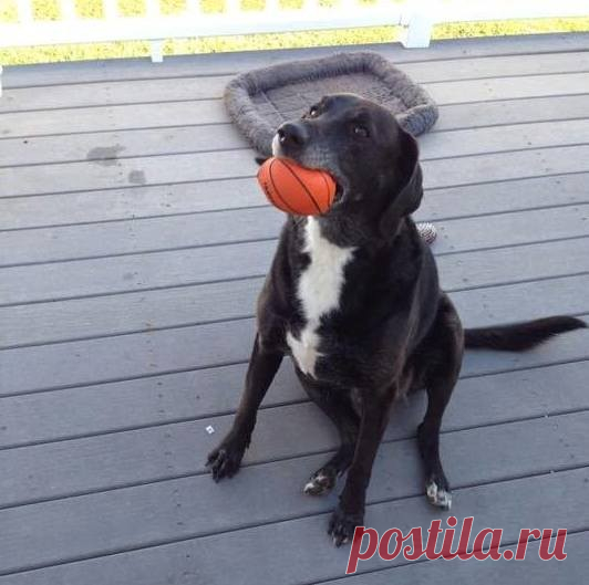 «Потеряшка» сама выбрала себе хозяйку