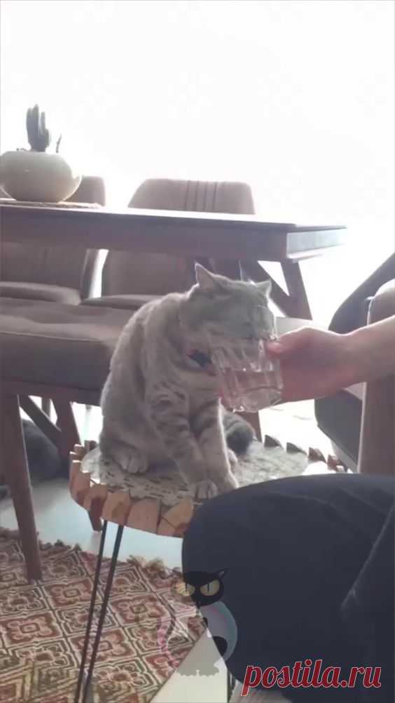 Feeling sad and bad? Don't worry, cats memes and cutie funny right away to you, special delivery for your day better! бесплатные видео котов видео где кот видео для котов видео котов видео кошки видео…
