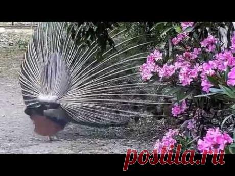 Сад острова Крит. Место древней цивилизации