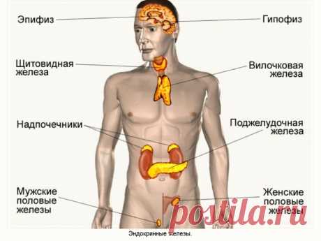 СТАРЕНИЕ начинается с ЭНДОКРИННОЙ СИСТЕМЫ - Женская логика