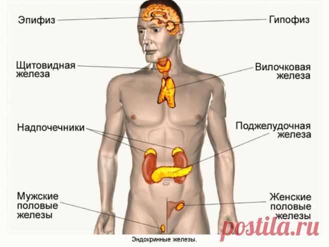 СТАРЕНИЕ начинается с ЭНДОКРИННОЙ СИСТЕМЫ - Женская логика