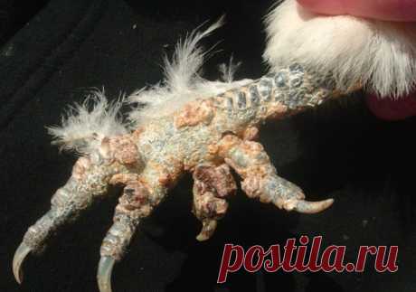 Кнемидокоптоз у кур.
Чешуйчатые наросты на неоперённой части лап у кур свидетельствуют о заражении птицы чесоточным клещом. Этот эктопаразит внедряется под кожу птицы и начинает размножаться, вызывая заболевание под названием кнемидокоптоз. Если вовремя не начать лечение, чесоточный клещ распространится в курятнике и поразит всех его обитателей.
Кнемидокоптоз (или ножная зудневая чесотка) у кур вызывается инвазией под кожу лап клеща семейства Sarcoptidae, рода Knemidocopte...