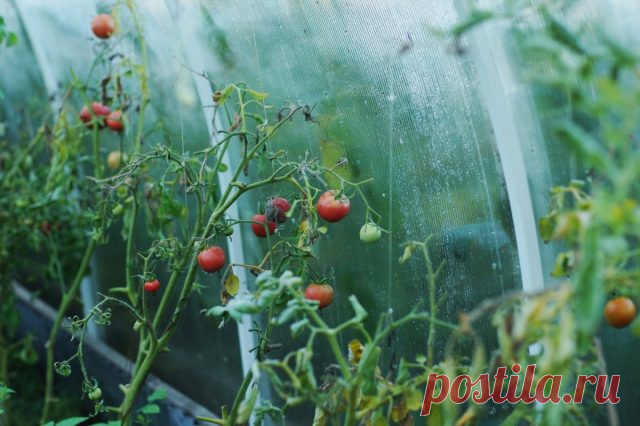 Недостаток микроэлементов у растений — как с этим бороться?