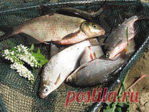 За сопой-белоглазкой