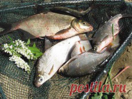 За сопой-белоглазкой