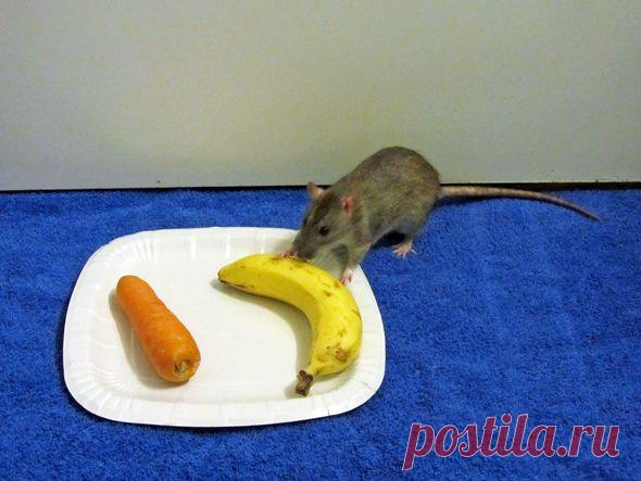 Крысы ценят услугу и платят той же монетой | Все умницы