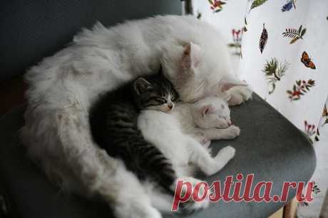 adorable, beautiful, black, black and white, cat - image #301382  on Favim.com