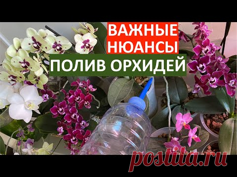 полив орхидеи после пересадки ВАЖНЕЙШИЕ НЮАНСЫ не загубить корни фаленопсисов