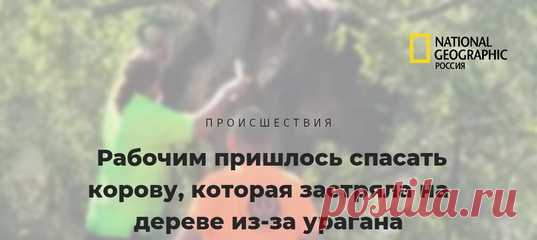 Корова Флора вряд ли похожа на Элли, которую ураган унес вместе с домиком и Тотошкой в далекую страну. Но для нее это наверняка было приключением не хуже.