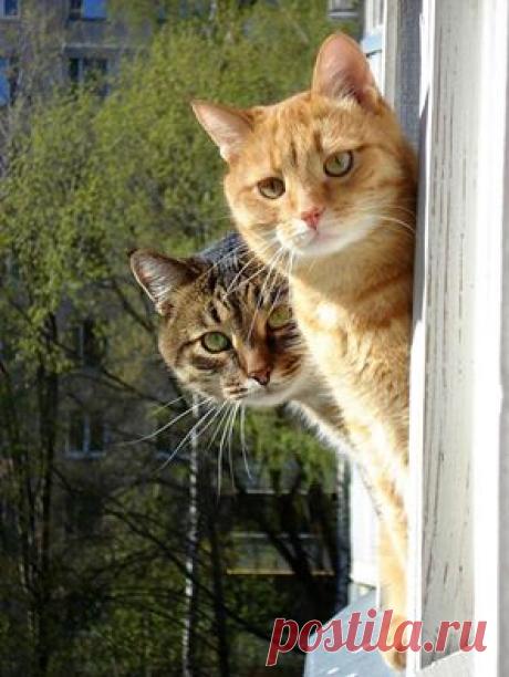 Семен Петрович понял, что все решено за него...