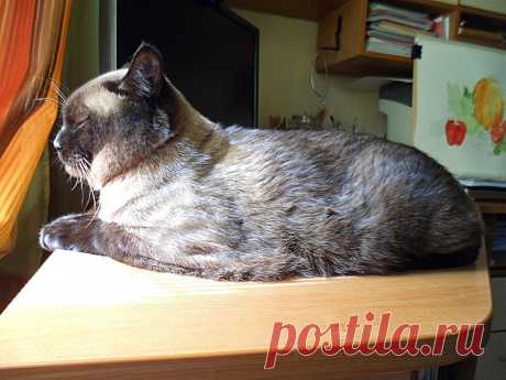 Ирбис в позе сфинкса