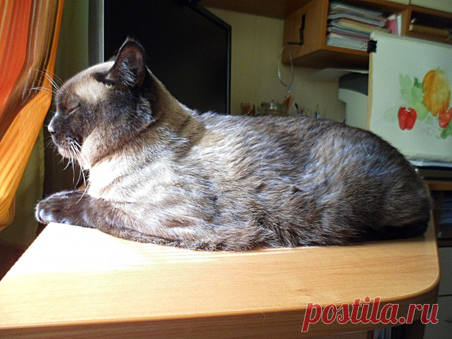 Ирбис в позе сфинкса