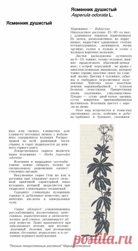 Ясменник душистый