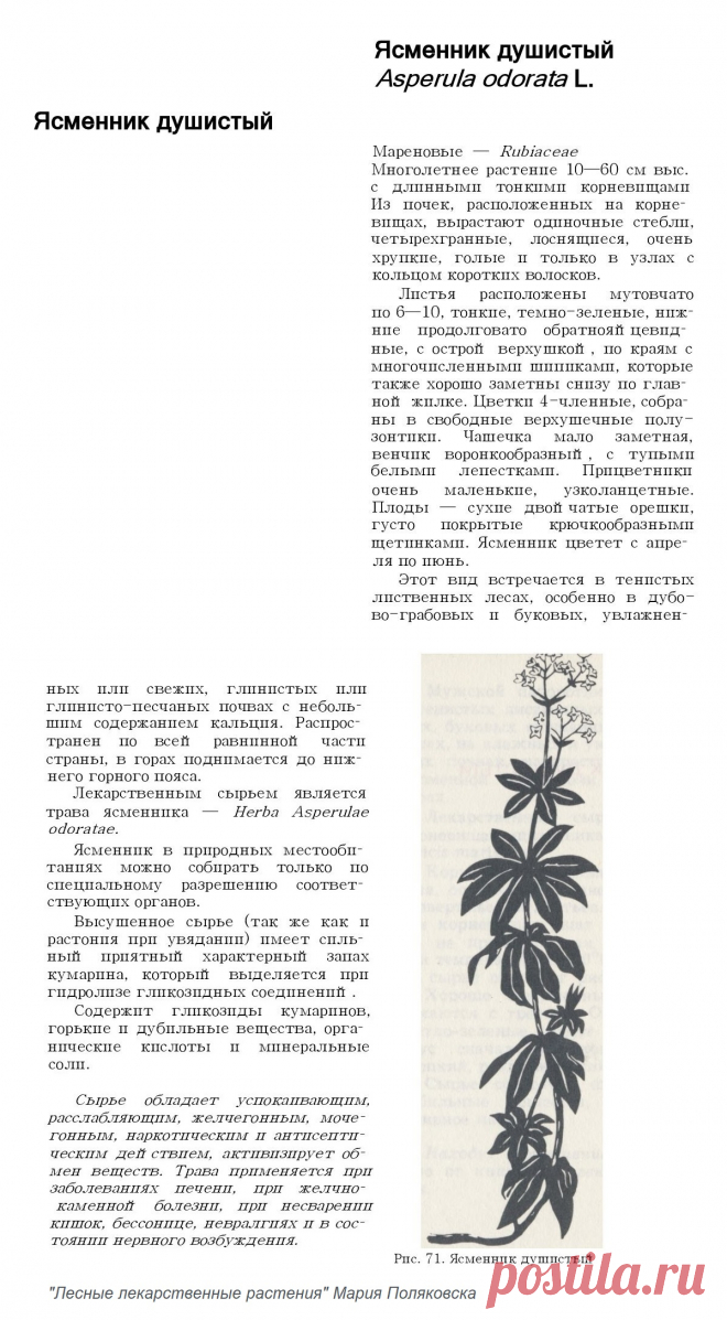 Ясменник душистый