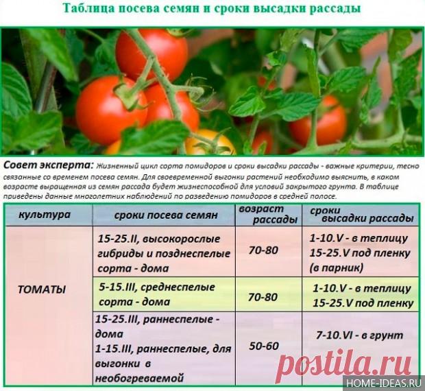 Как сажать помидоры в открытый грунт: видео