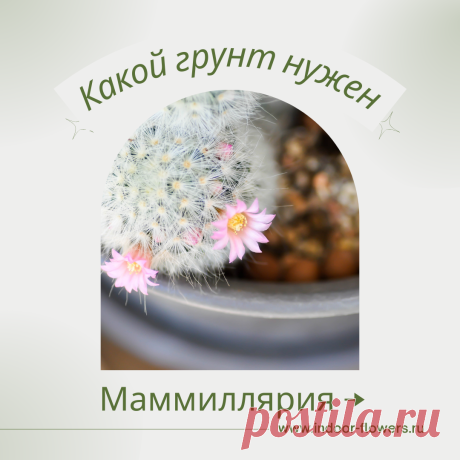 Маммиллярия. Какой грунт нужен? Интересуетесь Маммиллярия. Какой грунт нужен? ? Узнайте о разнообразных представителях этого вида, их уникальных особенностях и преимуществах. Получите полезные советы по уходу за Маммиллярия. Какой грунт нужен? в домашних условиях, включая требования к освещению, поливу, температуре и влажности.