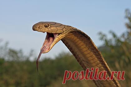 Огромную кобру стошнило живой гадюкой. В Индии двухметровую кобру стошнило живой гадюкой. Очевидцы сняли произошедшее на видео. Съеденная коброй рептилия осталась жива. По словам экспертов, у нее мало шансов на выживание, так как кобра при укусе впрыскивает своим жертвам яд — нейротоксин. Змеелов поймал змей и выпустил их в дикую природу.