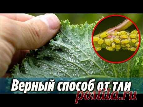 Как избавиться ОТ ТЛИ в огороде НАВСЕГДА Работает уже после первого опрыскивания Дачные Советы - YouTube