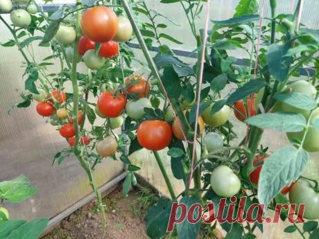 Почему огурцы и помидоры в одной теплице — плохая идея: конфликт микроклимата. Многие огородники мечтают сэкономить место и посадить всё в одной теплице.