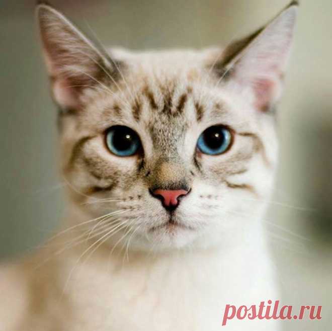 I Love My Cats