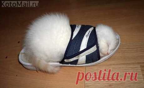 Тапок временно заблокирован | KotoMail.ru