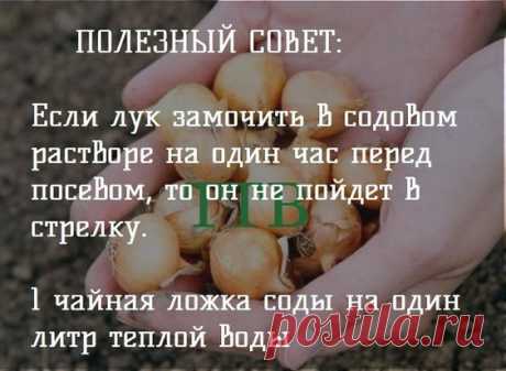 Домашние рецепты маринования, квашения, консервирования заготовок на зиму. Почему я этого не знала? — Картинки из тем | OK.RU