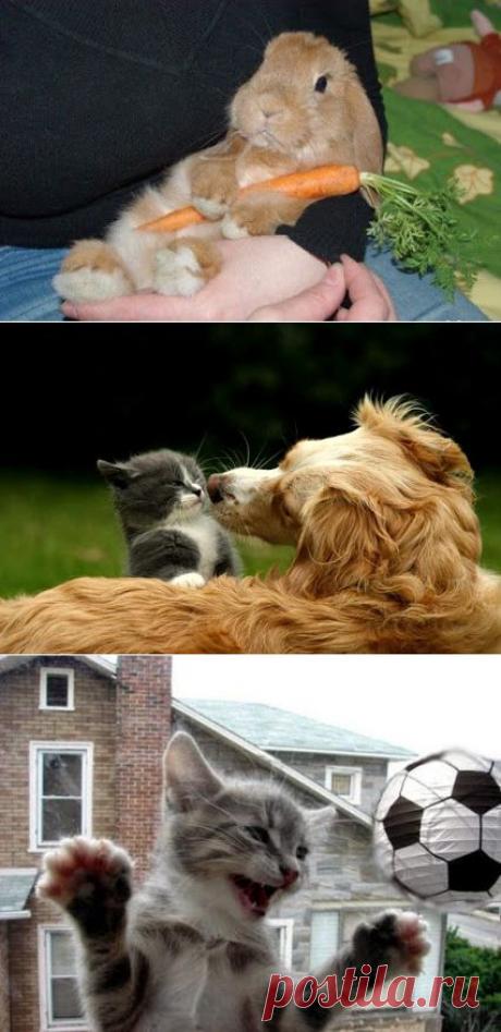 Интересное фото и видео – Фото: Животные – Community – Google+