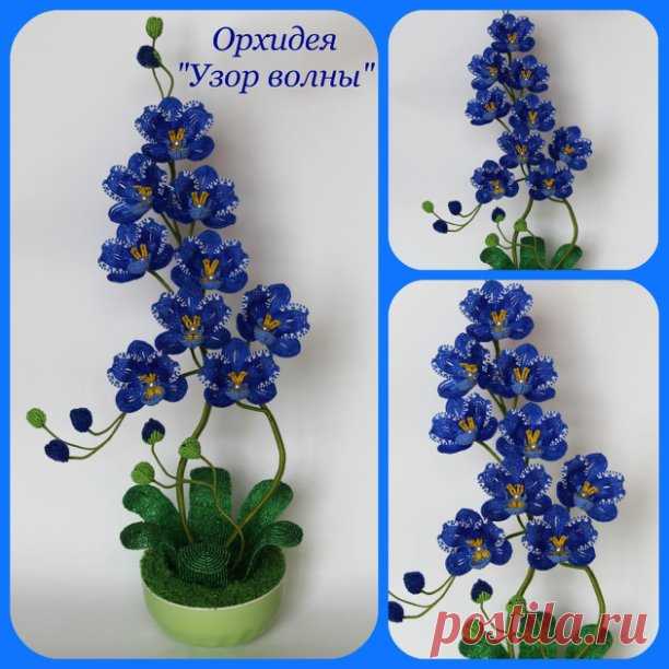 Орхидея 