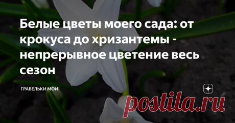 Белые цветы моего сада: от крокуса до хризантемы - непрерывное цветение весь сезон В ожидании весны раскладываю пасьянс из прошлогодних фотографий моих цветов. Снимки сделаны в моем саду, и я еще прошлым летом планировала чем займусь долгими зимними вечерами - распределю все свои богатства по цветам. Задумано - делается.
Раскладываю свои растения по сортам в зависимости от цвета цветка и по срокам цветения. И становится понятно - кого с кем можно объединить и что срочно нужно